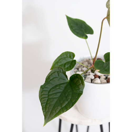 Anthurium forgetii x luxurians (David Portilla dreams)