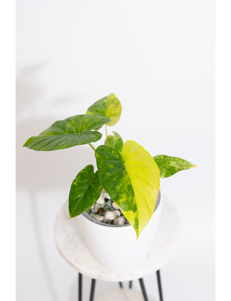 Alokazja gageana aurea