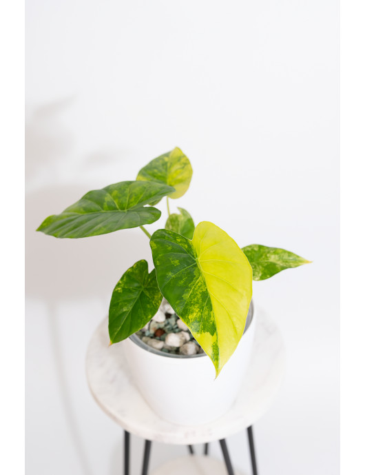 Alokazja gageana aurea