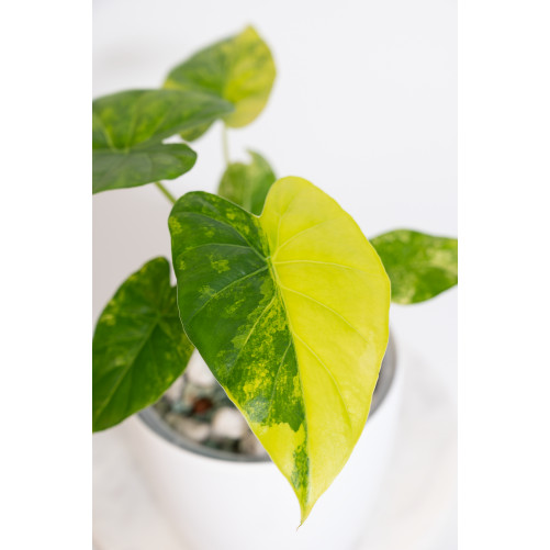 Alokazja gageana aurea