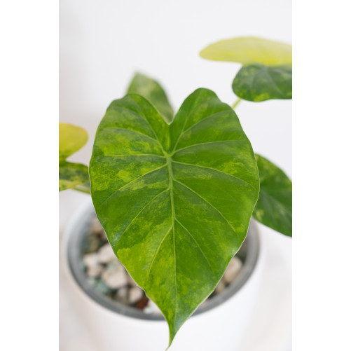 Alokazja gageana aurea