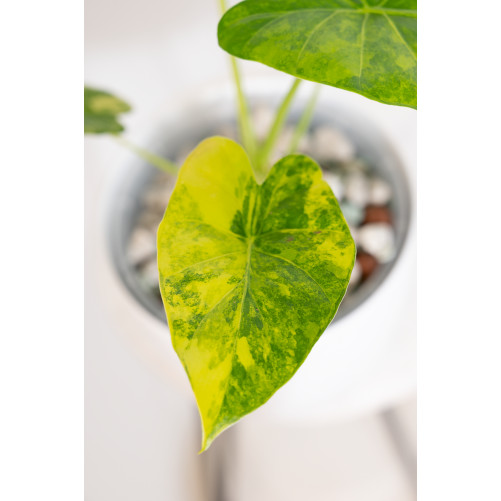 Alokazja gageana aurea