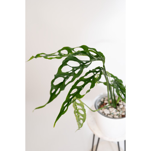 Monstera obliqua Peru