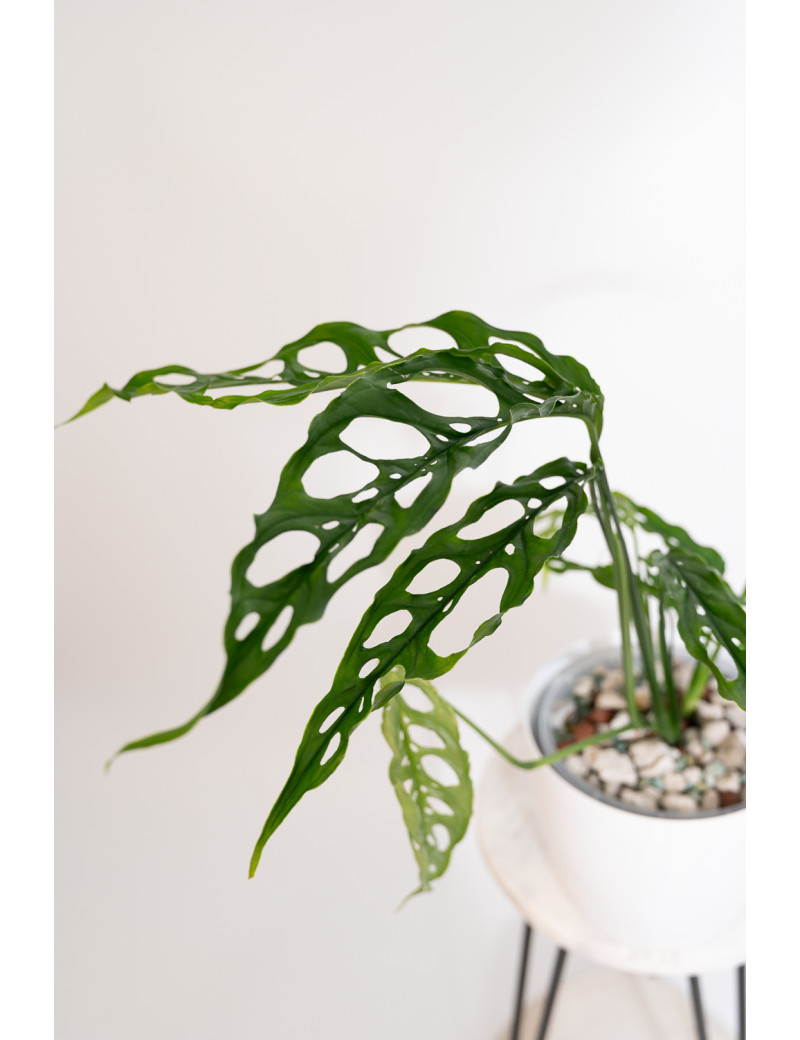 Monstera obliqua Peru