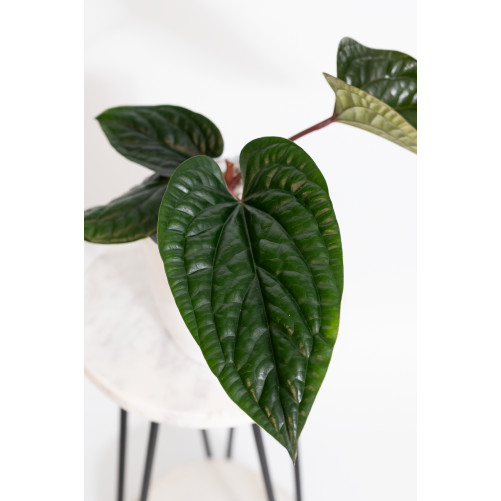 Anthurium radicans x luxurians