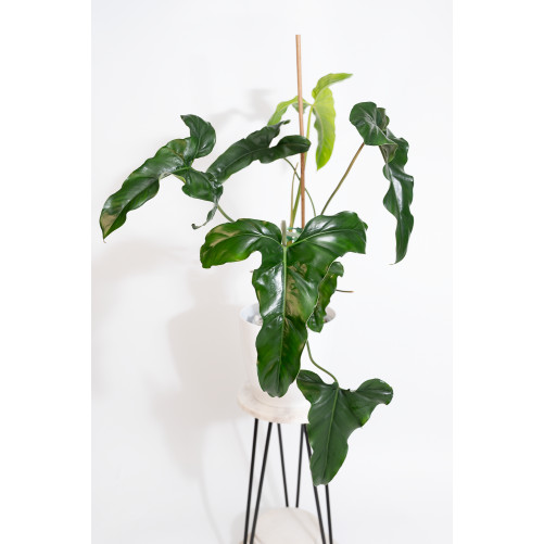 Philodendron delinksii