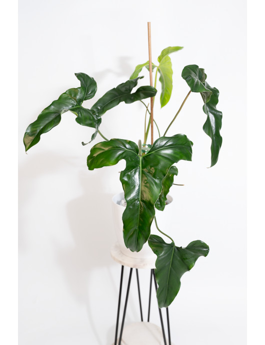 Philodendron delinksii