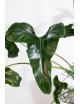 Philodendron delinksii