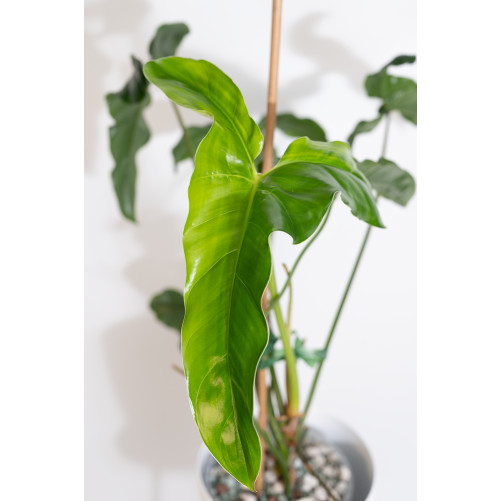 Philodendron delinksii