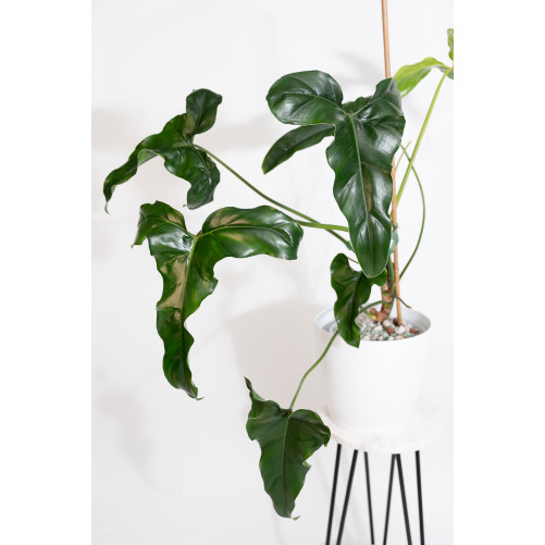 Philodendron delinksii