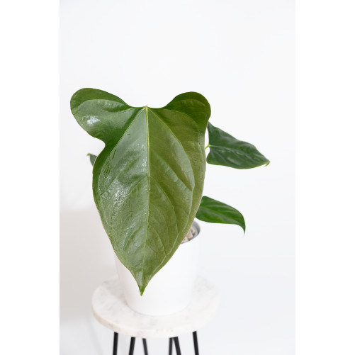 Anthurium forgetii x...