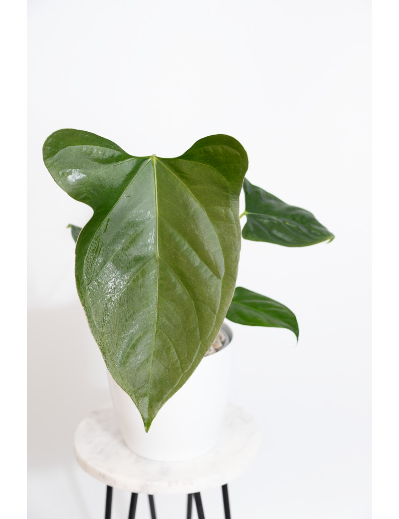 Anthurium forgetii x pinkleyi (Amazon rabbit)