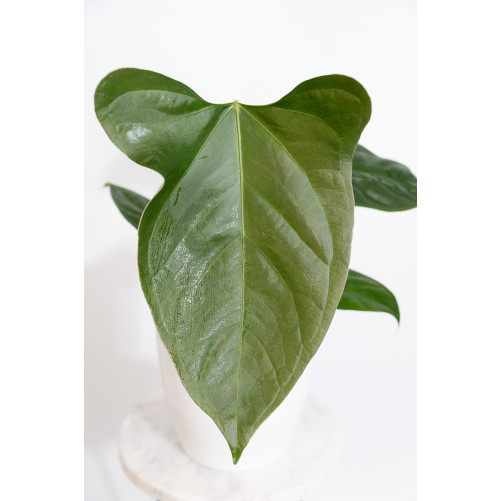 Anthurium forgetii x pinkleyi (Amazon rabbit)