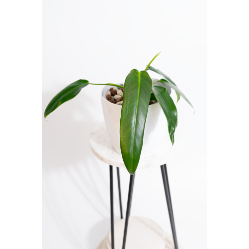 Philodendron Ivan Spirit