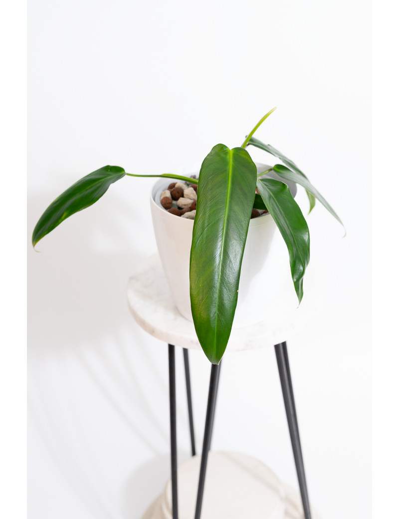 Philodendron Ivan Spirit