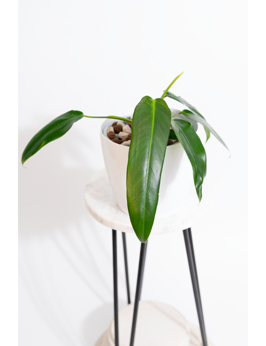 Philodendron Ivan Spirit