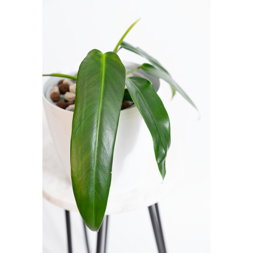 Philodendron Ivan Spirit