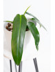Philodendron Ivan Spirit