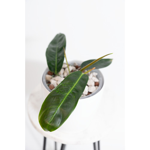 Philodendron patriciae