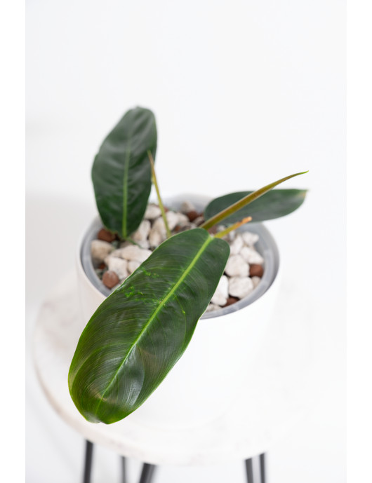 Philodendron patriciae