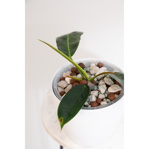 Philodendron patriciae