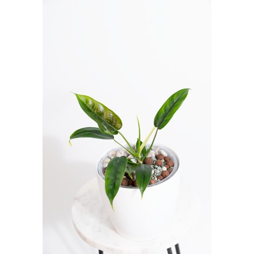 Philodendron felix