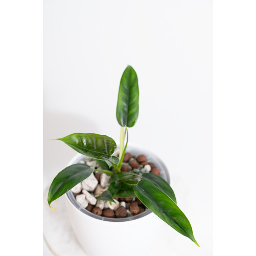 Philodendron felix