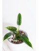Philodendron felix