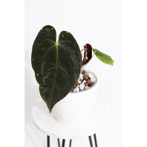 Anthurium papillilaminum