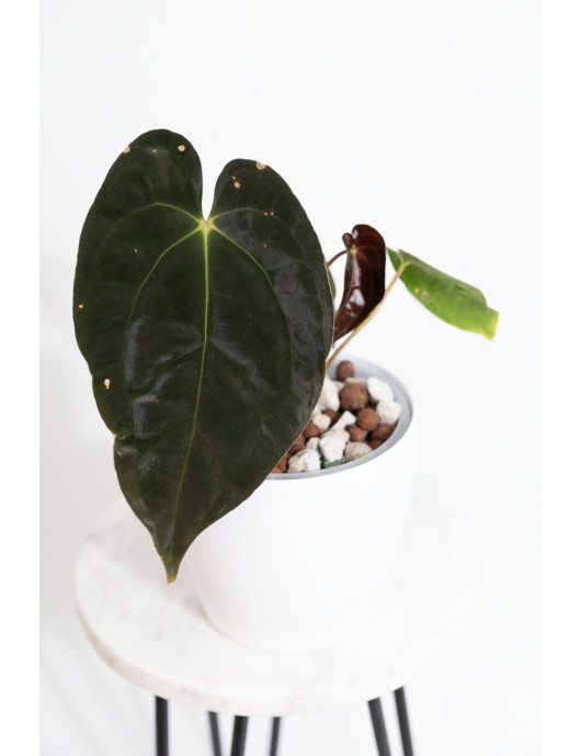 Anthurium papillilaminum