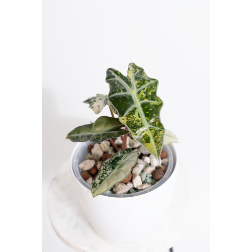 Alokazja polly variegata