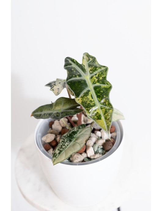 Alokazja polly variegata