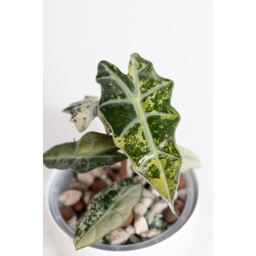 Alokazja polly variegata