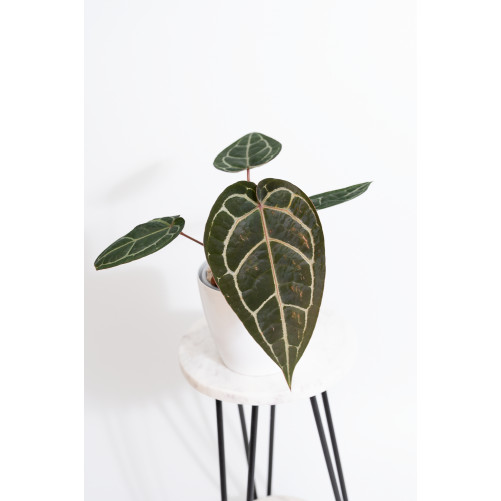 Anthurium (Michelle x...
