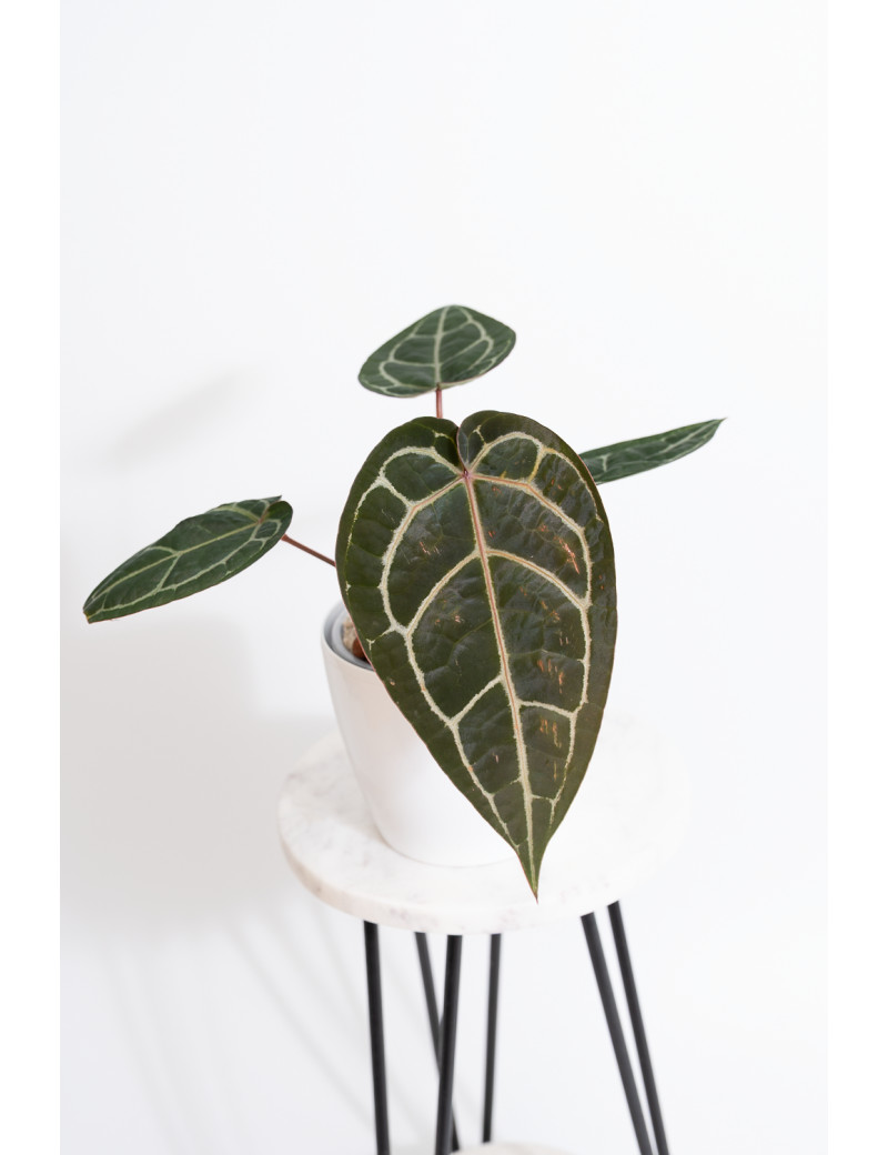 Anthurium (Michelle x Zara)'28' x Zara '52'