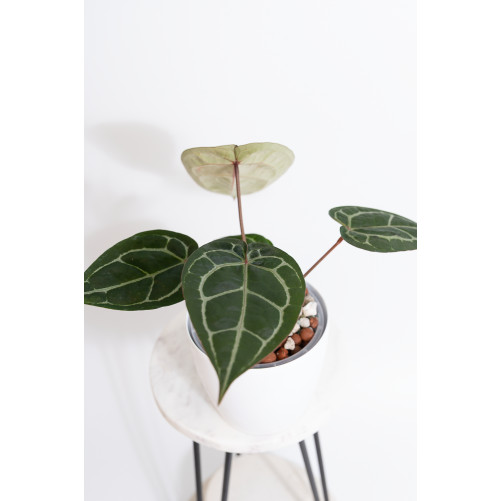 Anthurium (Michelle x Zara)'28' x Zara '52'