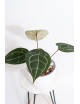 Anthurium (Michelle x Zara)'28' x Zara '52'