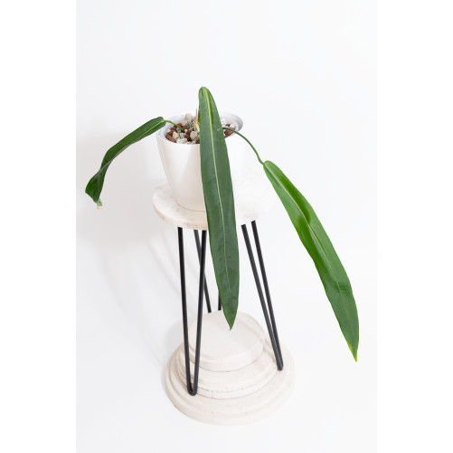 Anthurium pallidiflorum -