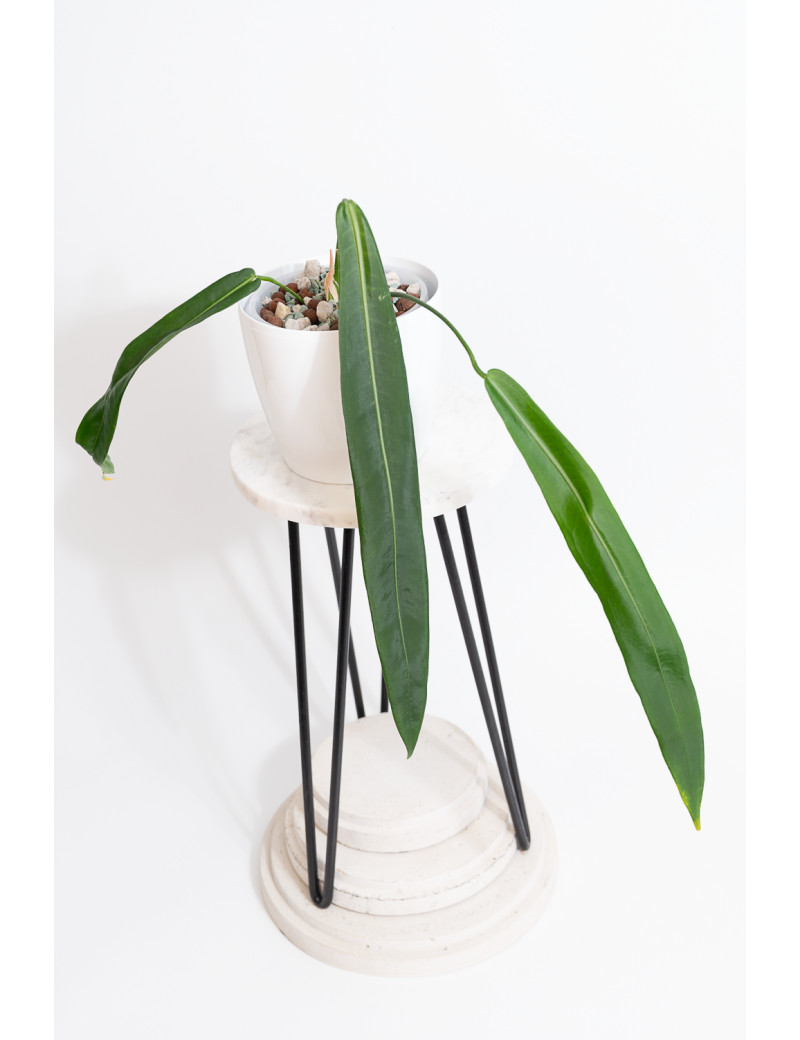 Anthurium pallidiflorum -