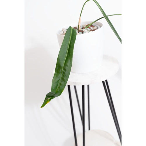 Anthurium pallidiflorum -