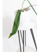 Anthurium pallidiflorum -