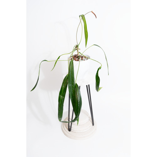 Anthurium friedrichsthalii