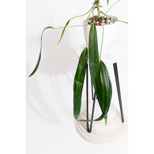 Anthurium friedrichsthalii