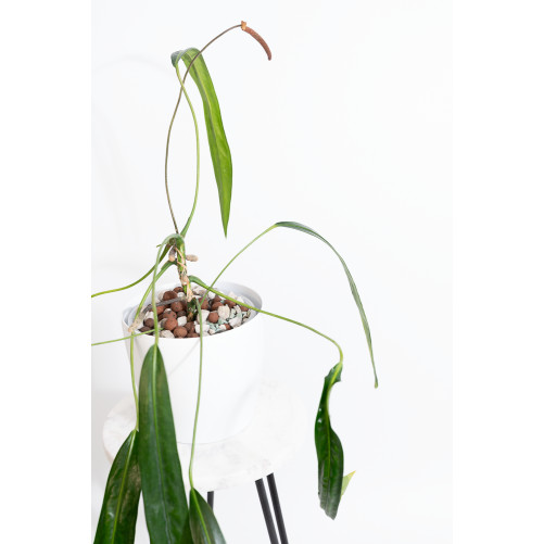 Anthurium friedrichsthalii