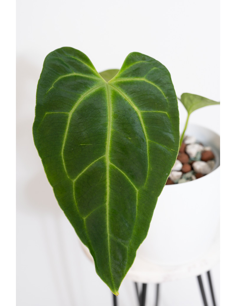 Anthurium besseae aff