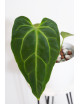 Anthurium besseae aff