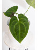 Anthurium besseae aff