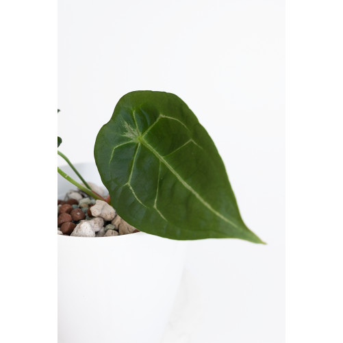 Anthurium forgetii