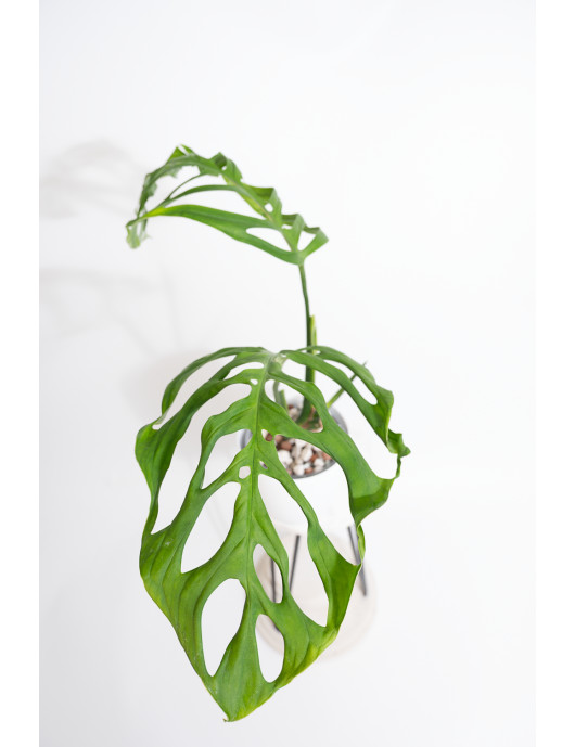 Monstera esqueleto