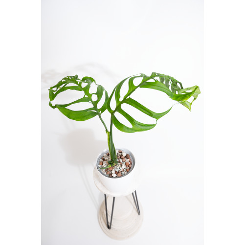 Monstera esqueleto